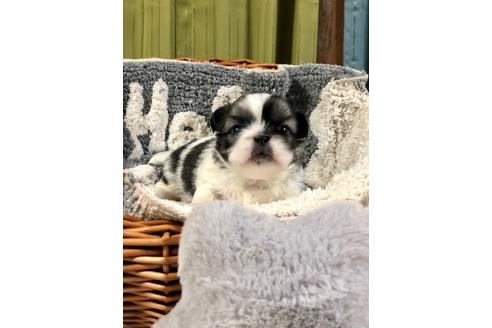 成約済の埼玉県のペキニーズ-102186の5枚目