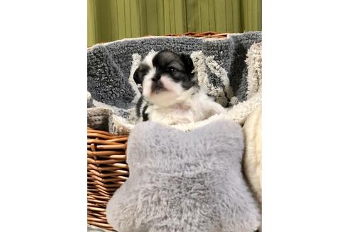 成約済の埼玉県のペキニーズ-102186の4枚目