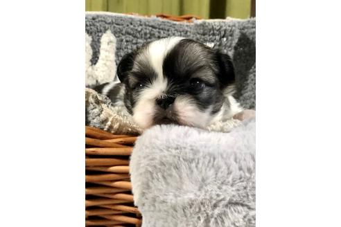 成約済の埼玉県のペキニーズ-102186の3枚目