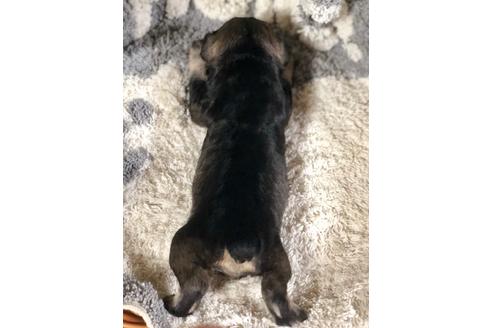 成約済の埼玉県のミニチュアシュナウザー-102181の2枚目