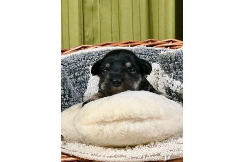 成約済の埼玉県のミニチュアシュナウザー-102182の1枚目