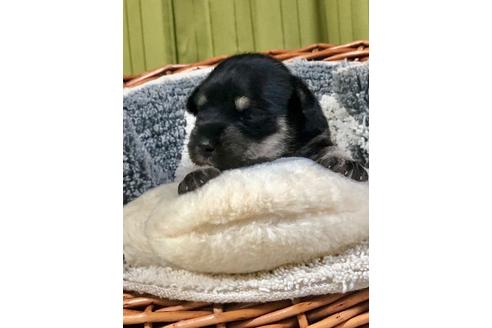 成約済の埼玉県のミニチュアシュナウザー-102182の5枚目