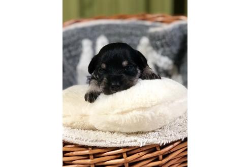 成約済の埼玉県のミニチュアシュナウザー-102182の4枚目