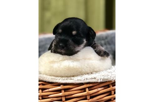 成約済の埼玉県のミニチュアシュナウザー-102182の3枚目