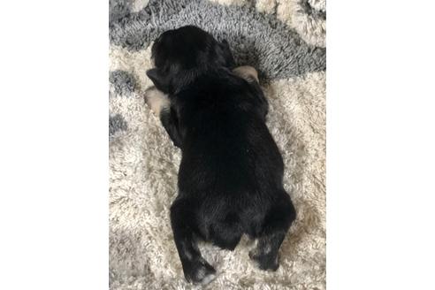 成約済の埼玉県のミニチュアシュナウザー-102182の2枚目