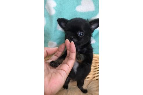 成約済の香川県のチワワ(ロングコート)-102402の1枚目