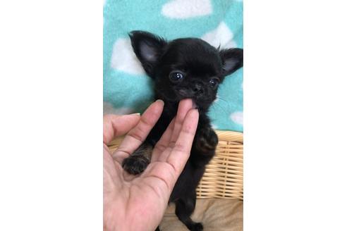 成約済の香川県のチワワ(ロングコート)-102402の5枚目