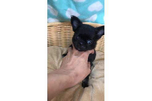 成約済の香川県のチワワ(ロングコート)-102402の2枚目