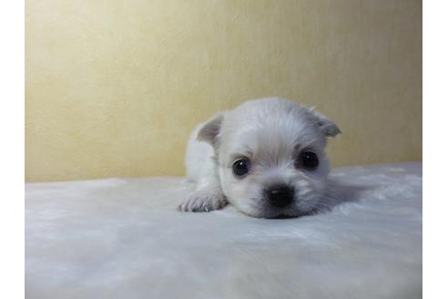 成約済の愛知県のチワワ(ロングコート)-102243の1枚目