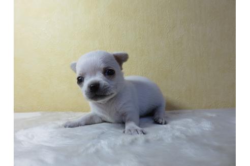 成約済の愛知県のチワワ(スムースコート)-102245の1枚目