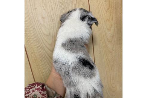 成約済の岡山県のチワワ(ロングコート)-103330の2枚目