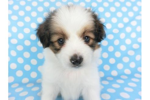 成約済の千葉県のパピヨン-103013の1枚目