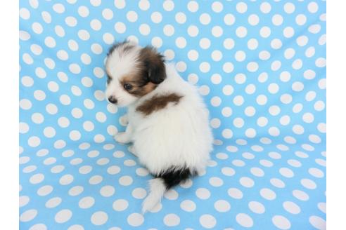 成約済の千葉県のパピヨン-103013の4枚目