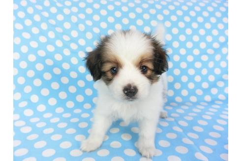 成約済の千葉県のパピヨン-103013の3枚目