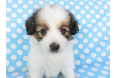 成約済の千葉県のパピヨン-103013の2枚目