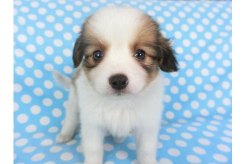 成約済の千葉県のパピヨン-103012の1枚目