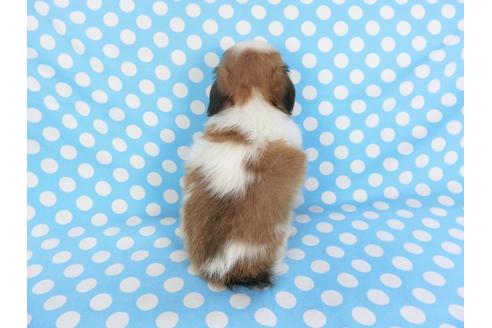 成約済の千葉県のパピヨン-103012の4枚目