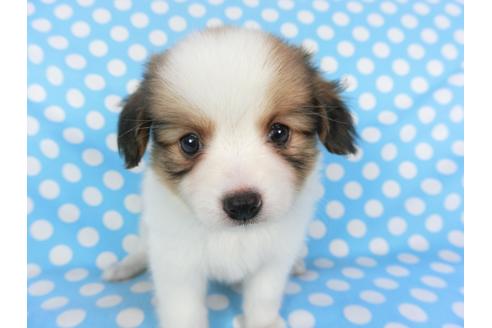 成約済の千葉県のパピヨン-103012の3枚目