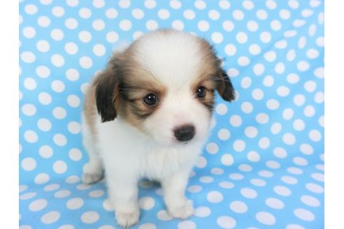 成約済の千葉県のパピヨン-103012の2枚目