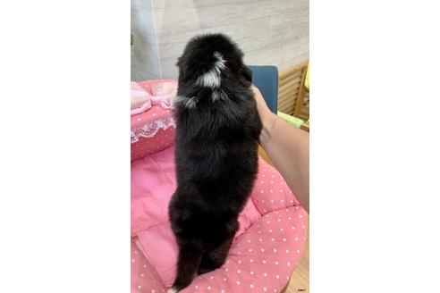 大阪府のビアデッドコリー 男の子 06 28生まれ ブラック ホワイト 子犬id ブリーダーナビ 大阪府のビアデッドコリー 男の子 06 28生まれ ブラック ホワイト 子犬id ブリーダーナビ