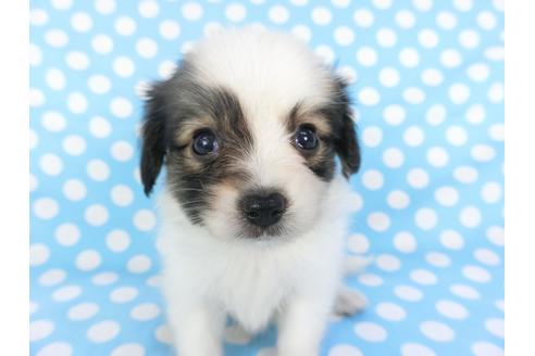 成約済の千葉県のパピヨン-103011の8枚目