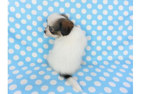 成約済の千葉県のパピヨン-103011の7枚目