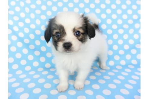 成約済の千葉県のパピヨン-103011の6枚目