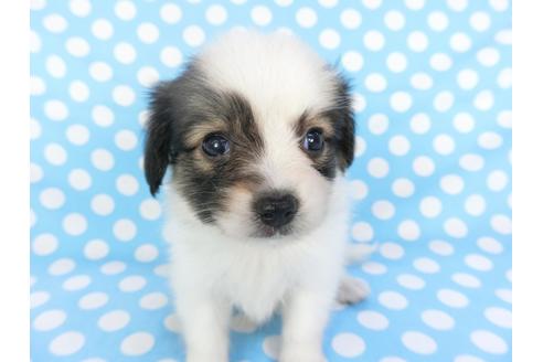 成約済の千葉県のパピヨン-103011の5枚目