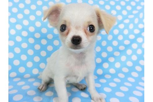 成約済の千葉県のチワワ(ロングコート)-98487の1枚目