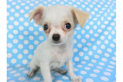 成約済の千葉県のチワワ(ロングコート)-98487の4枚目