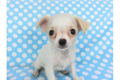 成約済の千葉県のチワワ(ロングコート)-98487の3枚目