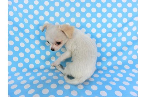 成約済の千葉県のチワワ(ロングコート)-98487の2枚目