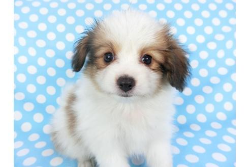 成約済の千葉県のパピヨン-102194