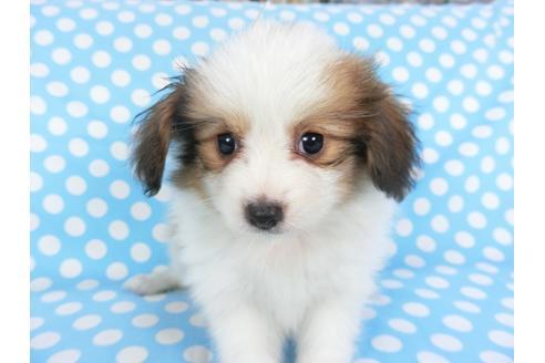 成約済の千葉県のパピヨン-102194の4枚目