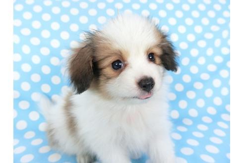 成約済の千葉県のパピヨン-102194の3枚目