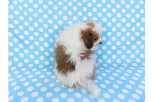 成約済の千葉県のパピヨン-102194の2枚目