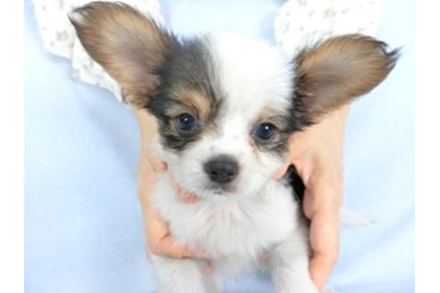 成約済の千葉県のパピヨン-101561の8枚目