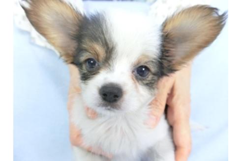 成約済の千葉県のパピヨン-101561の7枚目