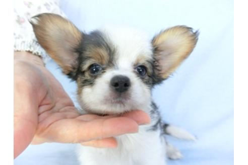 成約済の千葉県のパピヨン-101561の6枚目