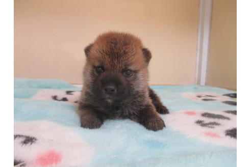 成約済の岡山県の柴犬-103421の1枚目