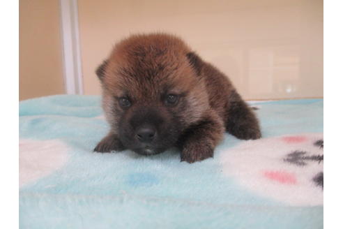 成約済の岡山県の柴犬-103421の5枚目