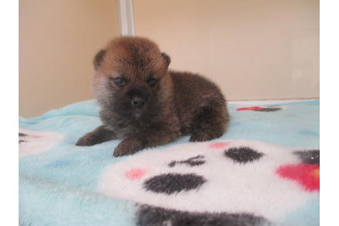 成約済の岡山県の柴犬-103421の4枚目