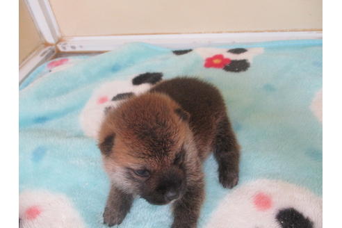 成約済の岡山県の柴犬-103421の2枚目