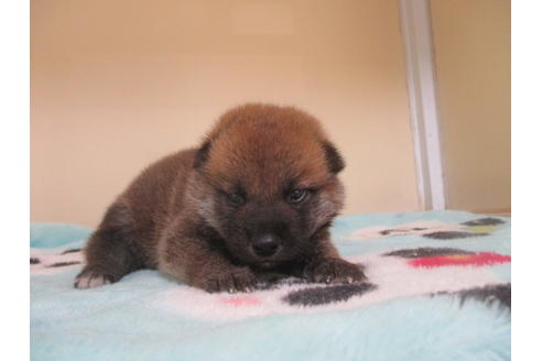 成約済の岡山県の柴犬-103424の1枚目