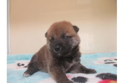 成約済の岡山県の柴犬-103424の5枚目