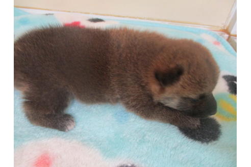 成約済の岡山県の柴犬-103424の4枚目