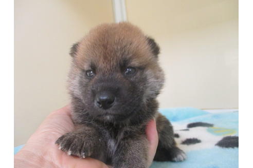 成約済の岡山県の柴犬-103424の3枚目