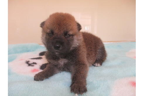 成約済の岡山県の柴犬-103424の2枚目