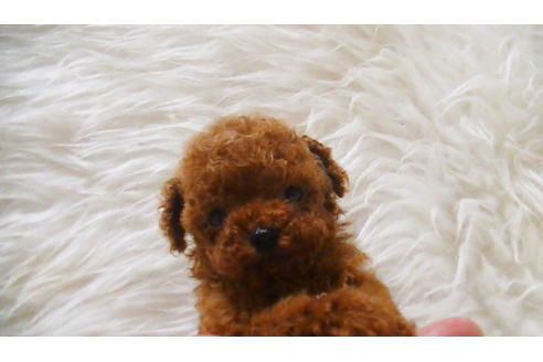 成約済の福岡県のティーカッププードル-100214の10枚目