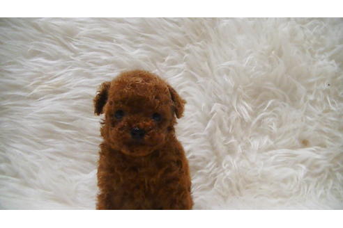 成約済の福岡県のティーカッププードル-100214の9枚目